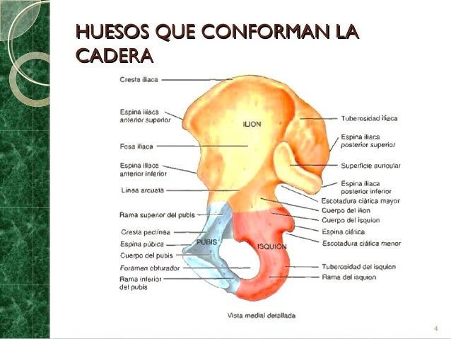 Anatomia De La Cadera