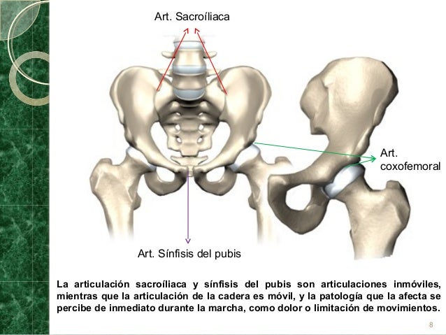cuales son los huesos que componen la cadera