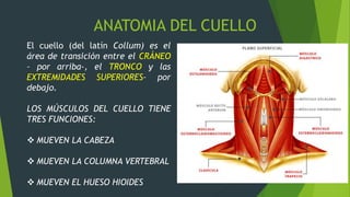 ANATOMIA DEL CUELLO
El cuello (del latín Collum) es el
área de transición entre el CRÁNEO
– por arriba-, el TRONCO y las
E...