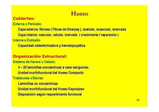 Anatomia i  generalidades