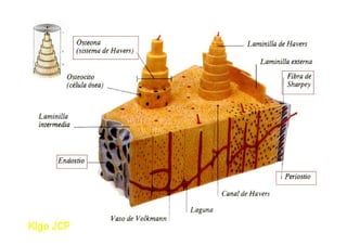 Anatomia i  generalidades