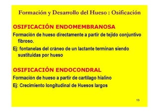 Anatomia i  generalidades