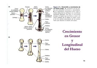 Anatomia i  generalidades