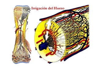 Anatomia i  generalidades