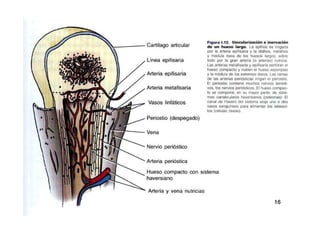 Anatomia i  generalidades