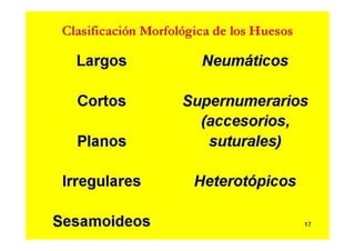 Anatomia i  generalidades