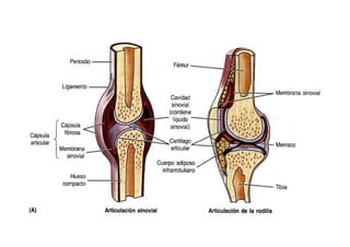 Anatomia i  generalidades