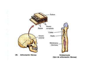 Anatomia i  generalidades