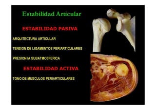 Anatomia i  generalidades