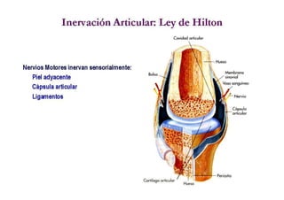 Anatomia i  generalidades