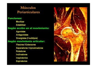 Anatomia i  generalidades