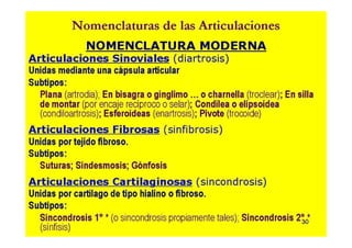 Anatomia i  generalidades