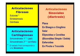 Anatomia i  generalidades