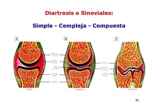 Anatomia i  generalidades
