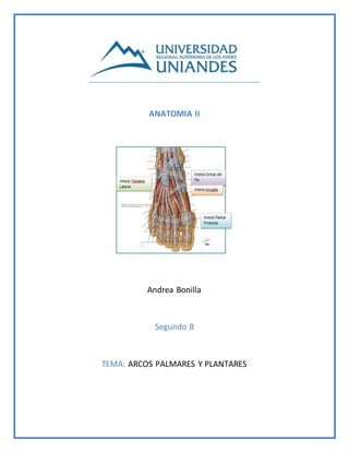 ANATOMIA II
Andrea Bonilla
Segundo B
TEMA: ARCOS PALMARES Y PLANTARES
 