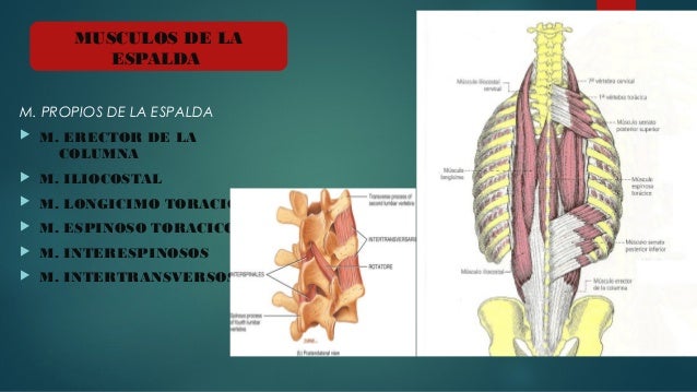 Anatomia ii
