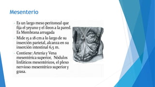 Mesenterio
 