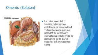 Omento (Epiplon)
 La bolsa omental o
transcavidad de los
epiplones es una cavidad
virtual formada por las
paredes de órganos y
estructuras recubiertas de
peritoneo de la parte
superior del mesocólico
como
 