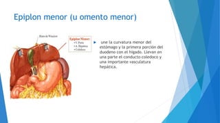 Epiplon menor (u omento menor)
 une la curvatura menor del
estómago y la primera porción del
duodeno con el hígado. Llevan en
una parte el conducto coledoco y
una importante vasculatura
hepática.
 