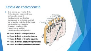 Fascia de coalescencia
 Es la lámina que resulta de la
fusión de dos o más membranas
peritoneales entre sí
habitualmente una de ellas
corresponde al peritoneo parietal,
por lo que los epitelios de las caras
que se ponen en contacto
desaparecen y los tejidos
conectivos se sueldan
constituyendo una hoja única
 