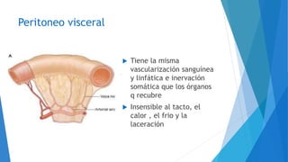 Peritoneo visceral
 Tiene la misma
vascularización sanguínea
y linfática e inervación
somática que los órganos
q recubre
 Insensible al tacto, el
calor , el frio y la
laceración
 