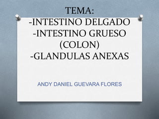 TEMA:
-INTESTINO DELGADO
-INTESTINO GRUESO
(COLON)
-GLANDULAS ANEXAS
ANDY DANIEL GUEVARA FLORES
 