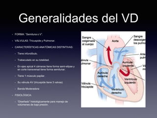 Generalidades del VD
• FORMA: “Semiluna o V”.
• VÁLVULAS: Tricuspide y Pulmonar.
• CARACTERÍSTICAS ANATÓMICAS DISTINTIVAS:
• Tiene infundíbulo.
• Trabeculado en su totalidad.
• En ejes apical 4 cámaras tiene forma semi-elipse y
en corte transversal tiene forma semilunar.
• Tiene 1 músculo papilar.
• Su válvula AV (tricuspide tiene 3 valvas)
• Banda Moderadora
• FISIOLÓGICA:
• “Diseñado” histológicamente para manejo de
volúmenes de baja presión.
 