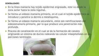 GENERALIDADES
 En la línea mamaria hay tejido epidermal engrosado, este va desde la
zona axilar hasta la zona inguinal.
 Se forma un esbozo mamario primario, en el cual el tejido epidérmico se
introduce y penetra la dermis o mesénquima.
 Se forma un esbozo mamario secundario, estos son ramificaciones del
esbozomamario primario, por lo que produce una penetración más
profunda.
 Proceso de canalización en el cual se da la formación de canales
originando un sistema de ductos rodeando las celular mioepiteliales en las
porciones terminales
 