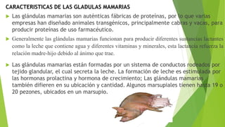 CARACTERISTICAS DE LAS GLADULAS MAMARIAS
 Las glándulas mamarias son auténticas fábricas de proteínas, por lo que varias
empresas han diseñado animales transgénicos, principalmente cabras y vacas, para
producir proteínas de uso farmacéutico.
 Generalmente las glándulas mamarias funcionan para producir diferentes sustancias lactantes
como la leche que contiene agua y diferentes vitaminas y minerales, esta lactancia refuerza la
relación madre-hijo debido al ánimo que trae.
 Las glándulas mamarias están formadas por un sistema de conductos rodeados por
tejido glandular, el cual secreta la leche. La formación de leche es estimulada por
las hormonas prolactina y hormona de crecimiento; Las glándulas mamarias
también difieren en su ubicación y cantidad. Algunos marsupiales tienen hasta 19 o
20 pezones, ubicados en un marsupio.
 