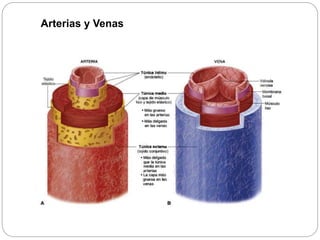 Arterias y Venas
 