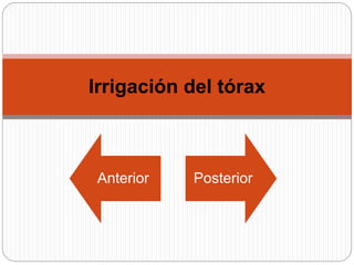 Irrigación del tórax
Anterior Posterior
 