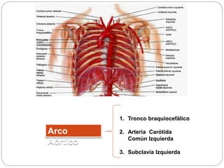 Arco
Aórtico
1. Tronco braquiocefálico
2. Arteria Carótida
Común Izquierda
3. Subclavia Izquierda
 