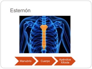 Esternón
Manubrio Cuerpo
Apéndice
Xifoide
 