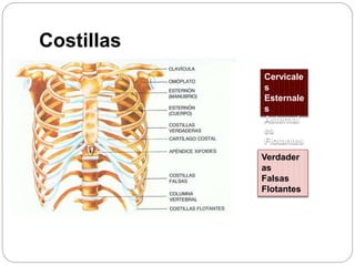 Costillas
Cervicale
s
Esternale
s
Asternal
es
Flotantes
Verdader
as
Falsas
Flotantes
 