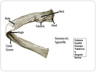 cabeza
Cabeza
Cuello
Cuerpo
Tubércul
o
Angulo
Surco
 