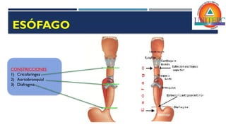 ANATOMIA II DE ESOFAGO.para estudiante pptx | PPTX