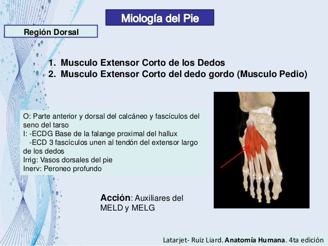 Anatomia ii del pie