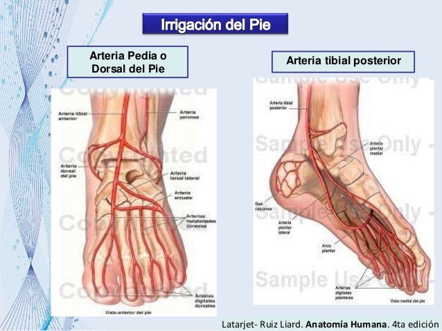 Anatomia ii del pie