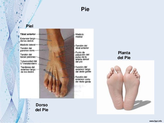 Anatomia ii del pie