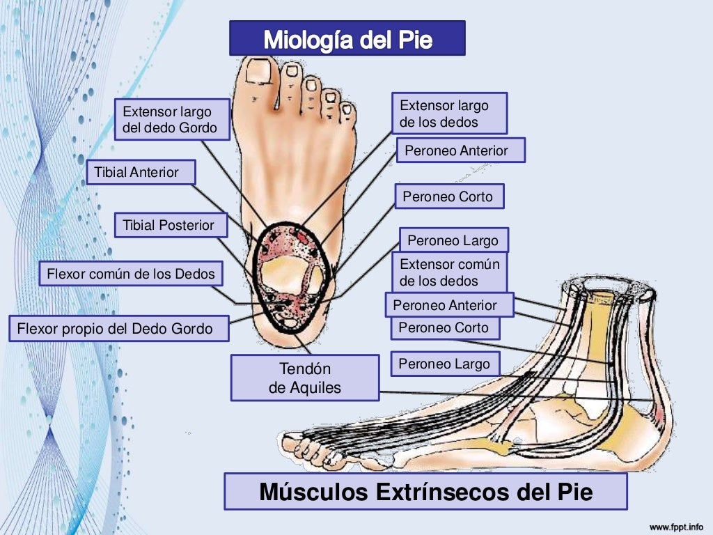 Anatomia ii del pie Anatomia ii del pie