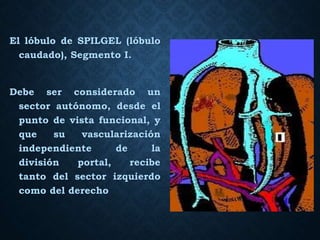El lóbulo de SPILGEL (lóbulo
caudado), Segmento I.
Debe ser considerado un
sector autónomo, desde el
punto de vista funcional, y
que su vascularización
independiente de la
división portal, recibe
tanto del sector izquierdo
como del derecho
 