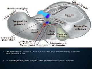 • Hilo hepático consta de arteria y vena hepáticas, vena porta, vasos linfáticos y el conducto
biliar que drena la bilis.
• Peritoneo Cápsula de Glison ó cápsula fibrosa perivascular: tejido conectivo fibroso
 