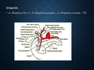 Irrigación
• A. Hepática D e I – A, Hepática propia – A. Hepática común – TC
 