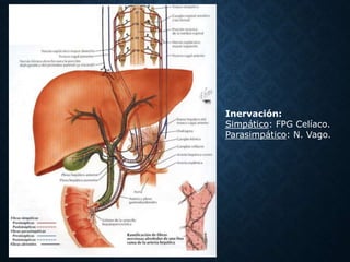 Inervación:
Simpático: FPG Celíaco.
Parasimpático: N. Vago.
 