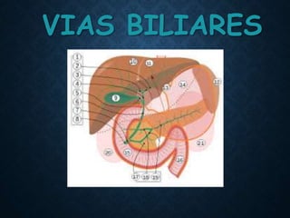 VIAS BILIARES
 