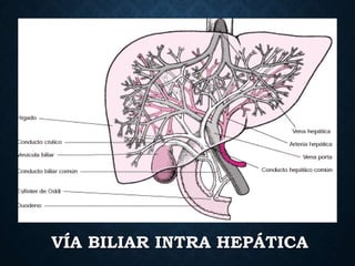 VÍA BILIAR INTRA HEPÁTICA
 