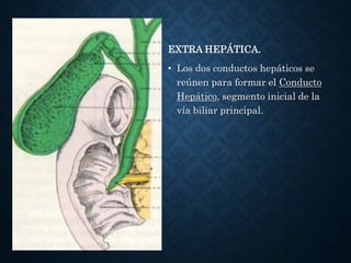 VIAS BILIARES
EXTRA HEPÁTICA.
• Los dos conductos hepáticos se
reúnen para formar el Conducto
Hepático, segmento inicial de la
vía biliar principal.
 
