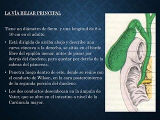 LA VÍA BILIAR PRINCIPAL
Tiene un diámetro de 6mm. y una longitud de 8 a
10 cm en el adulto.
• Está dirigida de arriba abajo y describe una
curva cóncava a la derecha, se sitúa en el borde
libre del epiplón menor, antes de pasar por
detrás del duodeno, para quedar por detrás de la
cabeza del páncreas.
• Penetra luego dentro de este, donde se reúne con
el conducto de Wilson, en la cara posterointerna
de la segunda porción del duodeno.
• Los dos conductos desembocan en la ámpula de
Vater, que se abre en el intestino a nivel de la
Carúncula mayor.
 