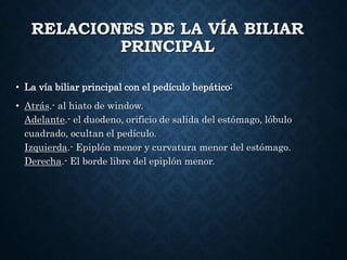 RELACIONES DE LA VÍA BILIAR
PRINCIPAL
• La vía biliar principal con el pedículo hepático:
• Atrás.- al hiato de window.
Adelante.- el duodeno, orificio de salida del estómago, lóbulo
cuadrado, ocultan el pedículo.
Izquierda.- Epiplón menor y curvatura menor del estómago.
Derecha.- El borde libre del epiplón menor.
 
