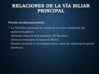 RELACIONES DE LA VÍA BILIAR
PRINCIPAL
Porción duodenopancreática
• La Vía biliar principal se separa de los otros elementos del
pedículo hepático:
Adelante cruza la cara posterior del duodeno.
Atrás se encuentra la fascia de Treitz.
Porción terminal es intrapancreatica, antes de atravesar la pared
duodenal.
 